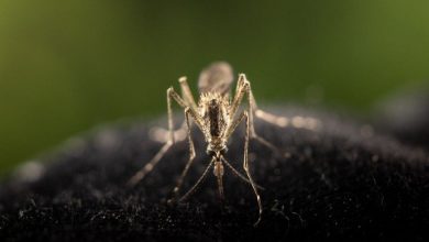 Here’s why there’s a mosquito boom in Metro Vancouver