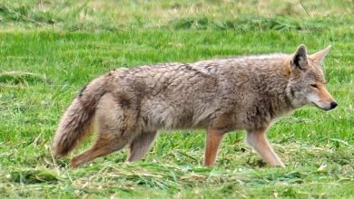 Six people bitten by a coyote in single morning in Mission