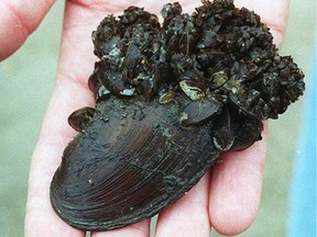 B.C. waterways under threat from invasive mussels and parasites