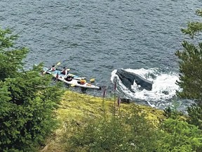 Humpback comes within oar length of startled kayakers in B.C.