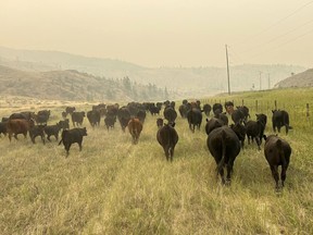 Interior ranchers fume at B.C. Wildfire Service response to blaze